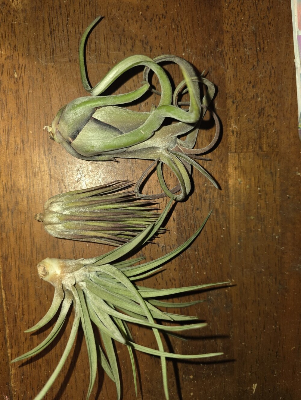 3 Set Air Plants(Tillandsia) Assortment - Green.